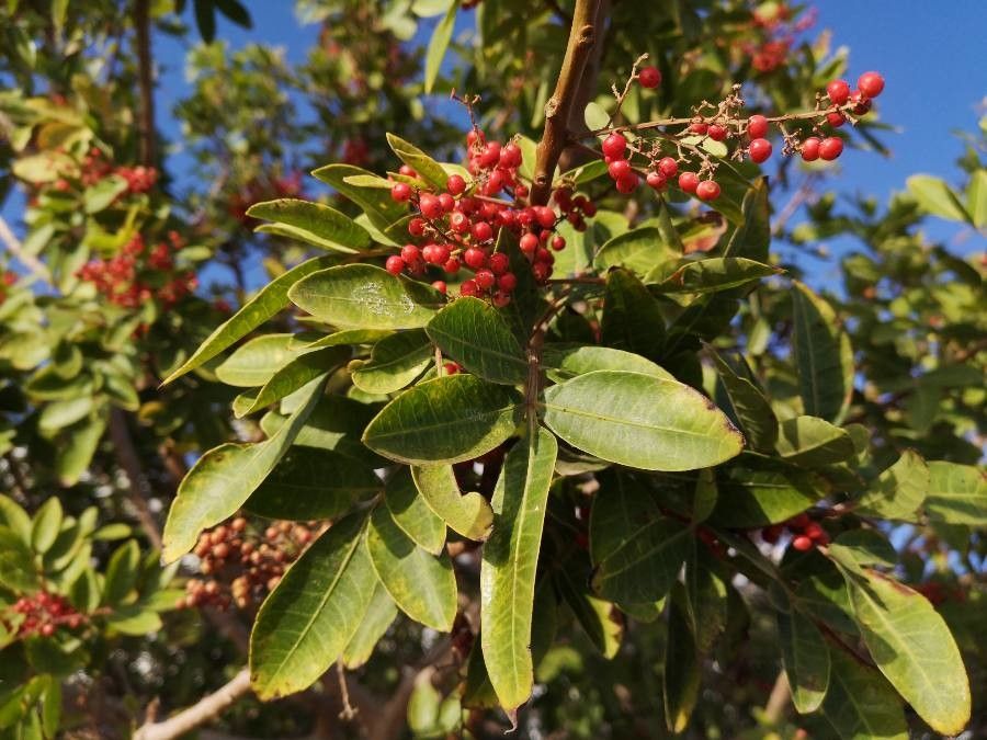 Schinus terebinthifolius fruit