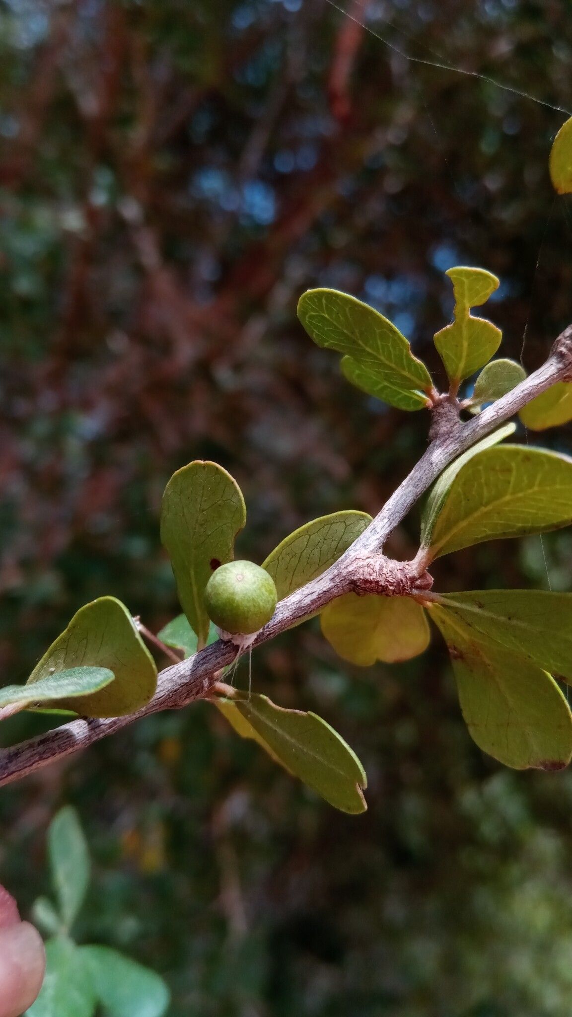 Terminalia ulexoides fruit