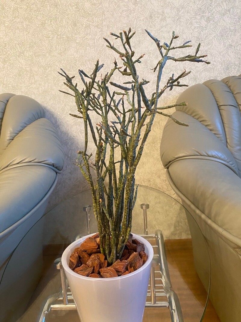 Euphorbia bosseri leaf