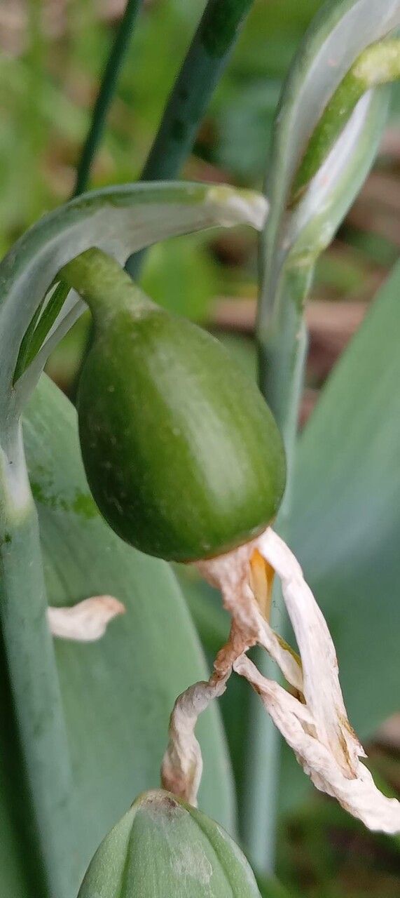 Galanthus elwesii fruit