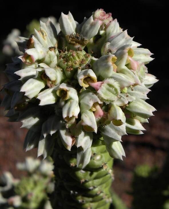 Euphorbia heteropodum flower