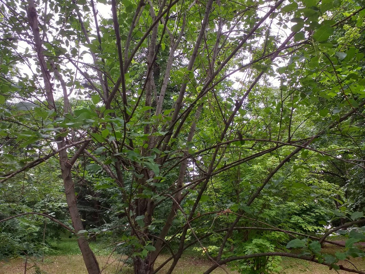 Salix cardiophylla habit