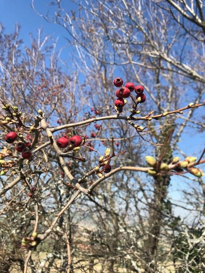 Sorbus x thuringiaca fruit