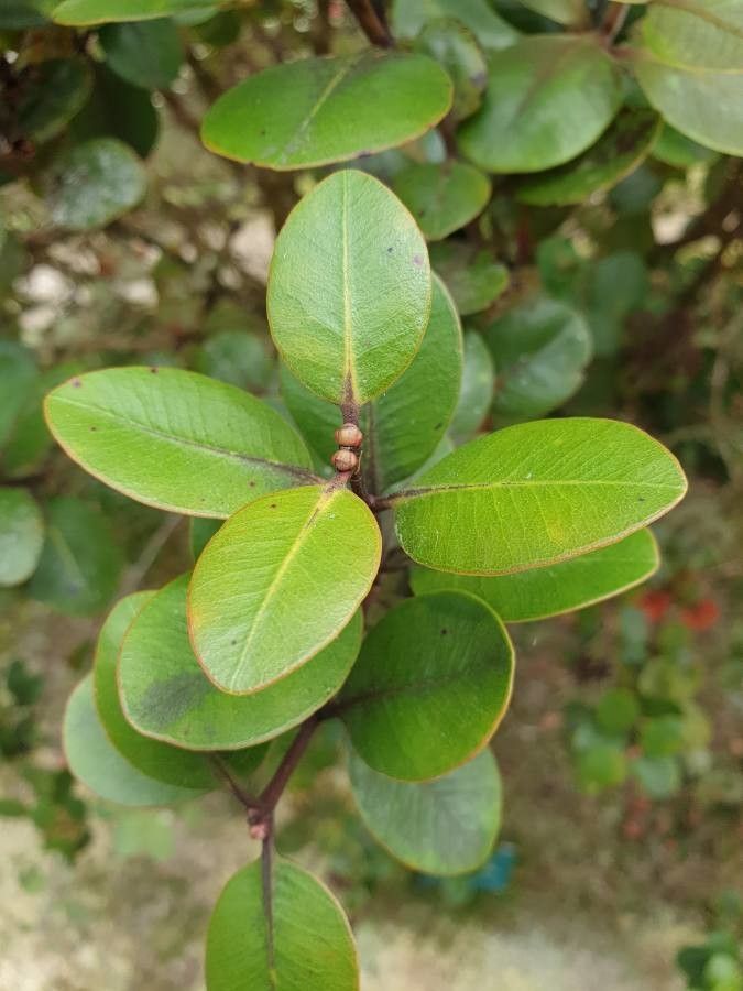 Metrosideros collina — search result for 'Metrosideros'