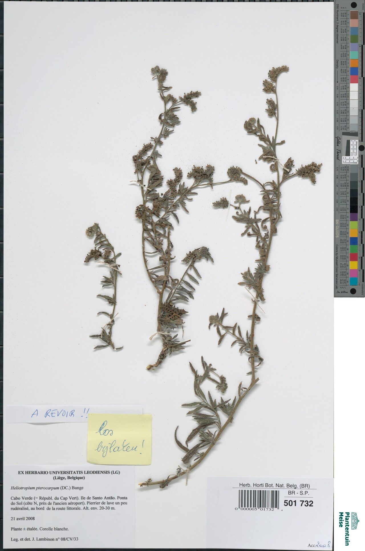 Heliotropium pterocarpum — search result for 'Heliotropium'