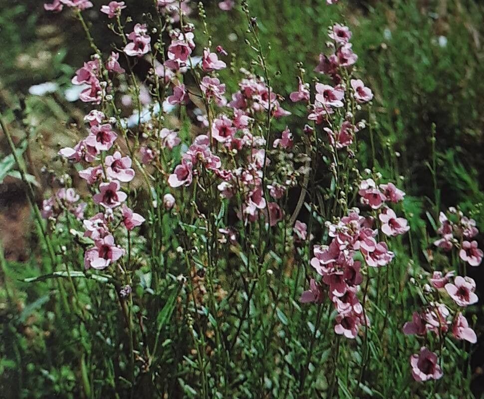 Diascia integerrima habit