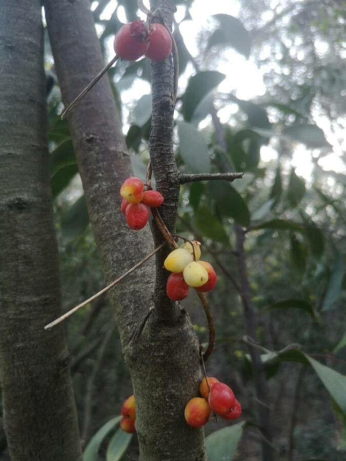 Kadsura longipedunculata — related species from the same genus