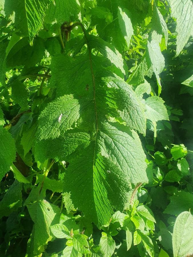 Crassocephalum montuosum — houseplant care guide