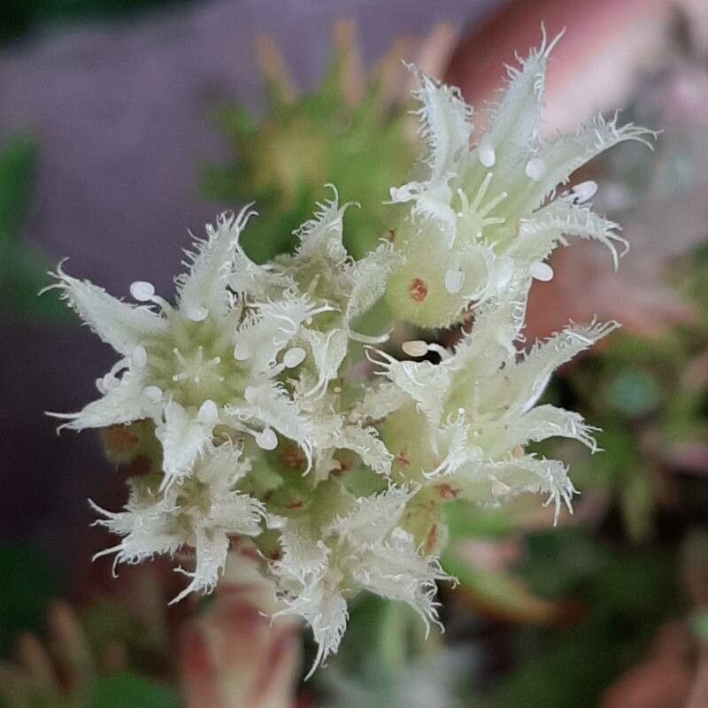 Sempervivum globiferum flower