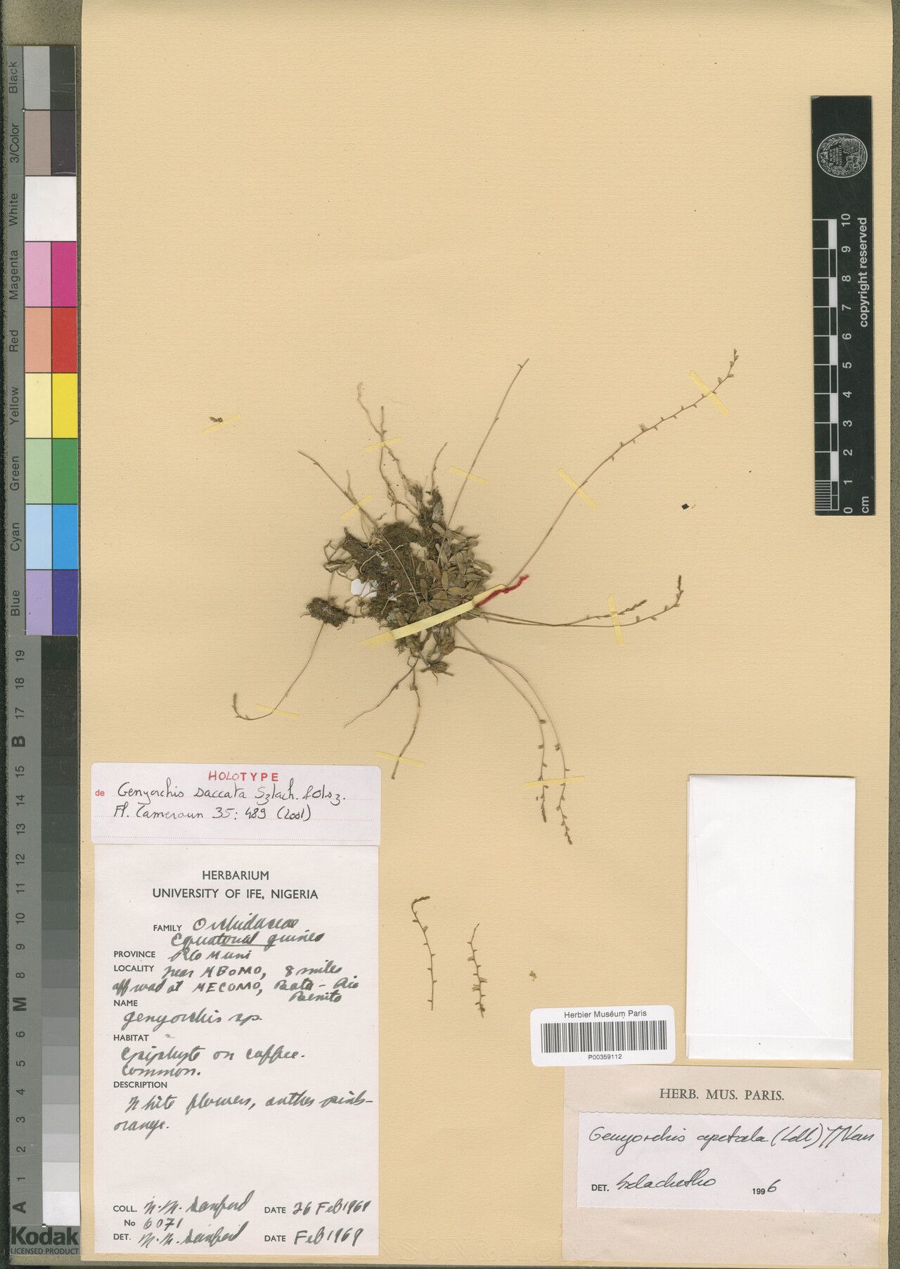 Bulbophyllum excavatum — houseplant care guide