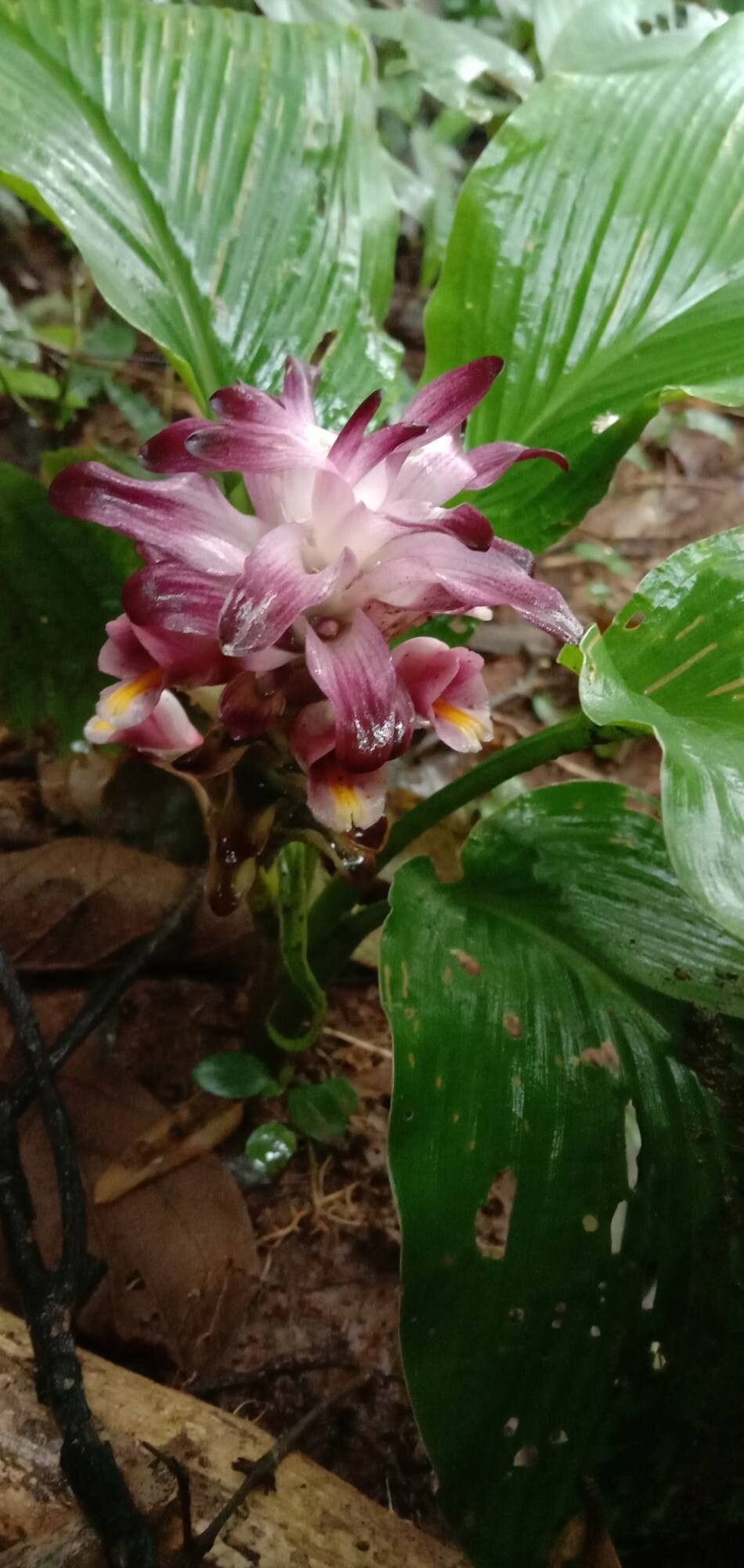 Curcuma pseudomontana flower