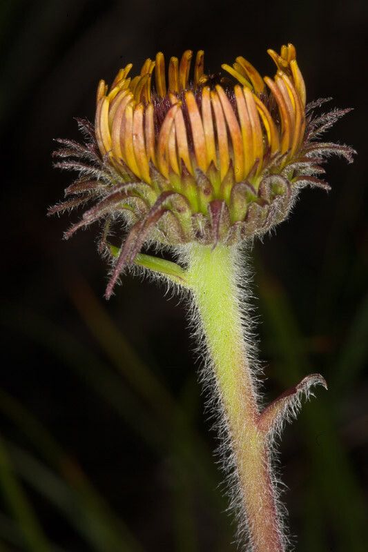 Buphthalmum speciosissimum bark