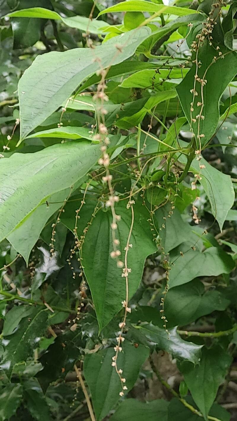 Smilax lasioneura other