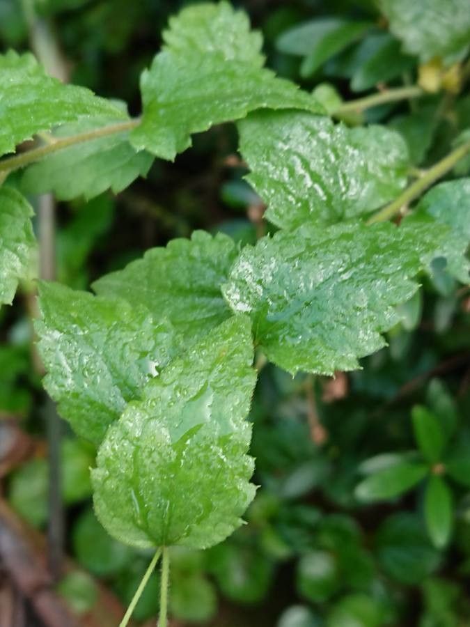 Baccharis anomala leaf