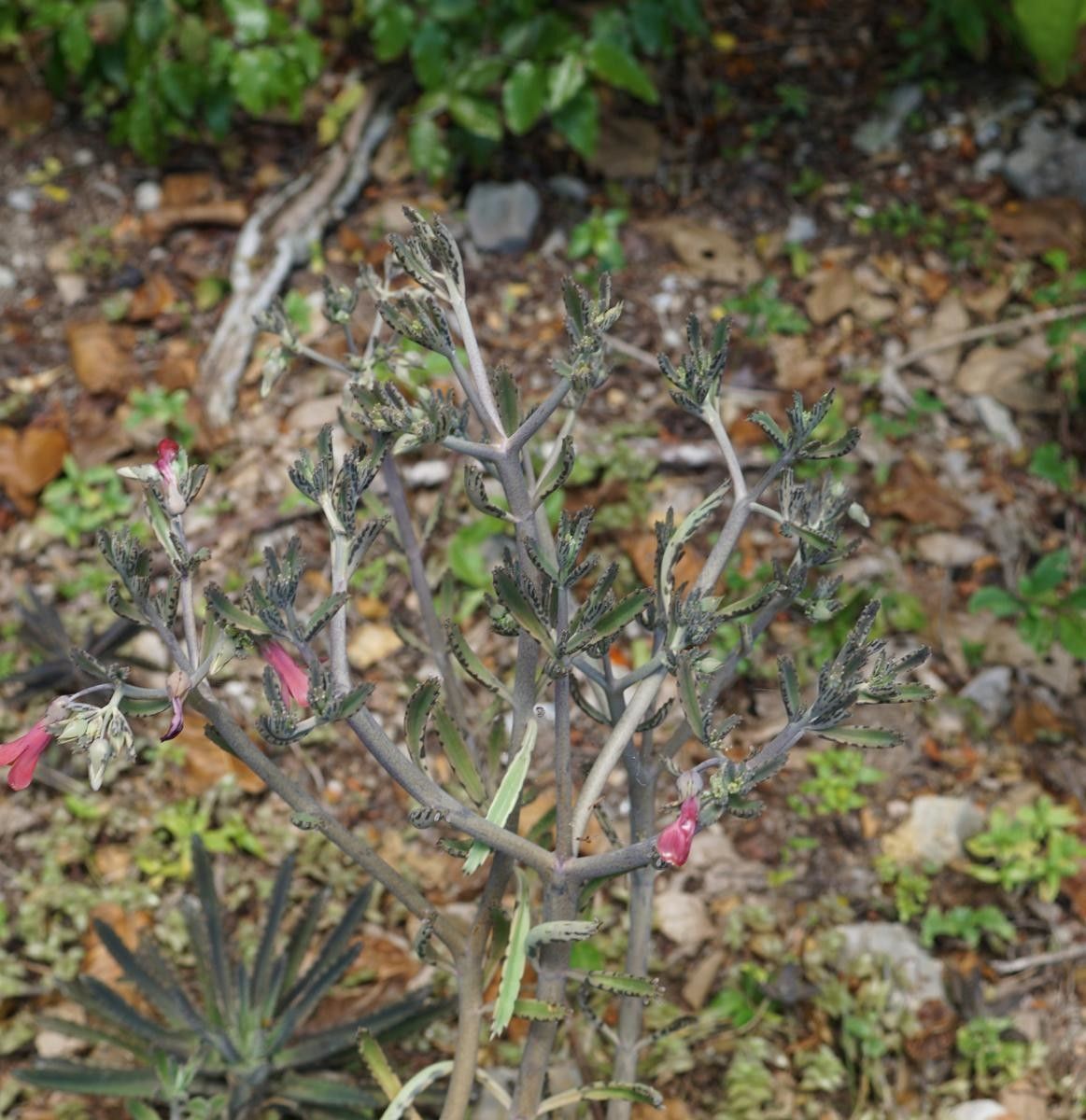 Kalanchoe rosei habit