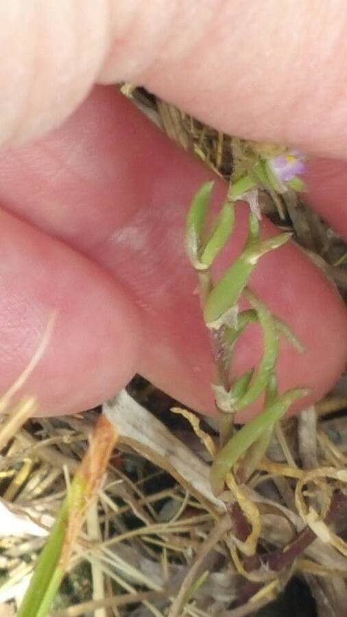 Spergularia salina leaf