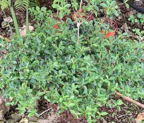 Euphorbia neoelliotii habit