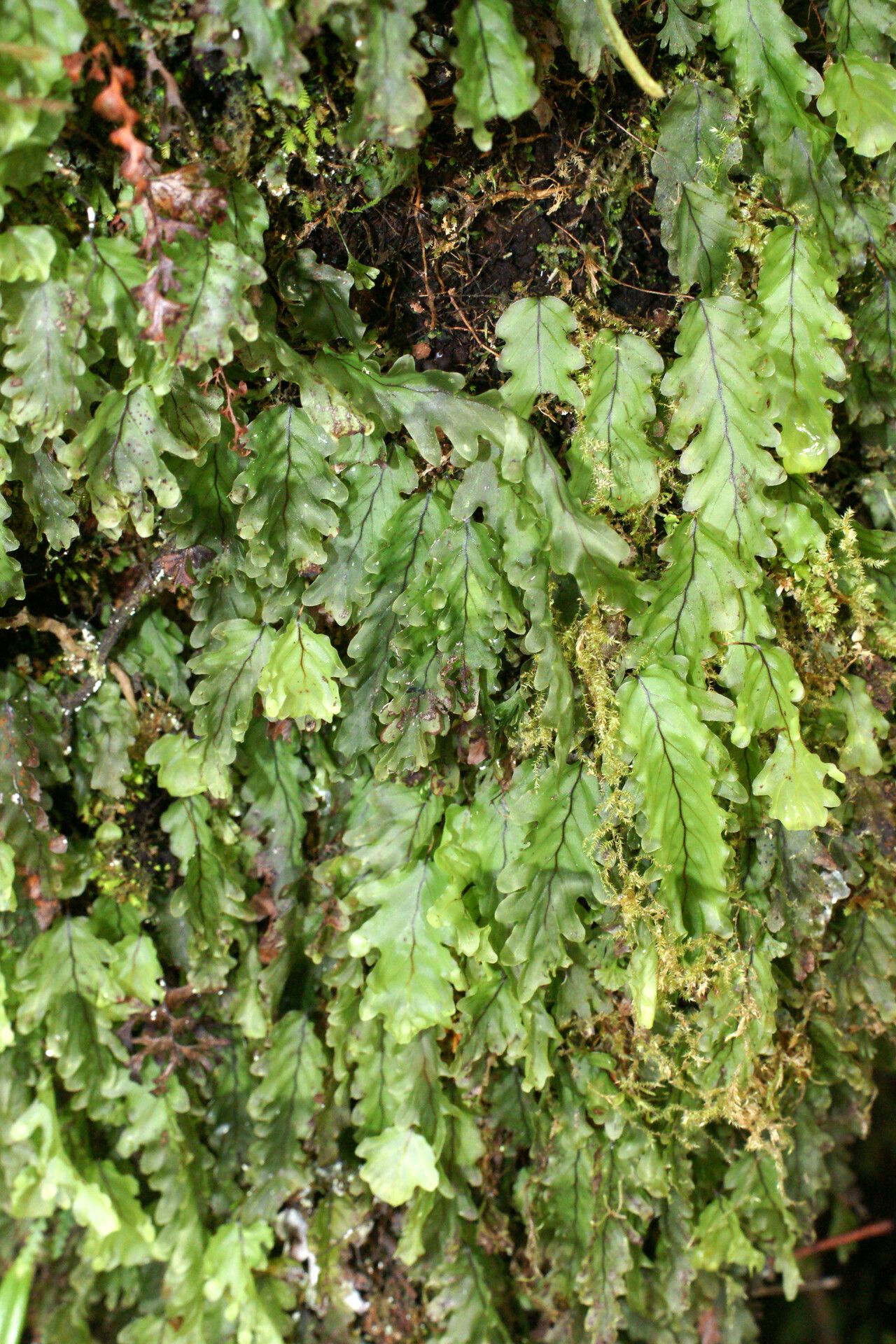 Hymenophyllum heimii — houseplant care guide