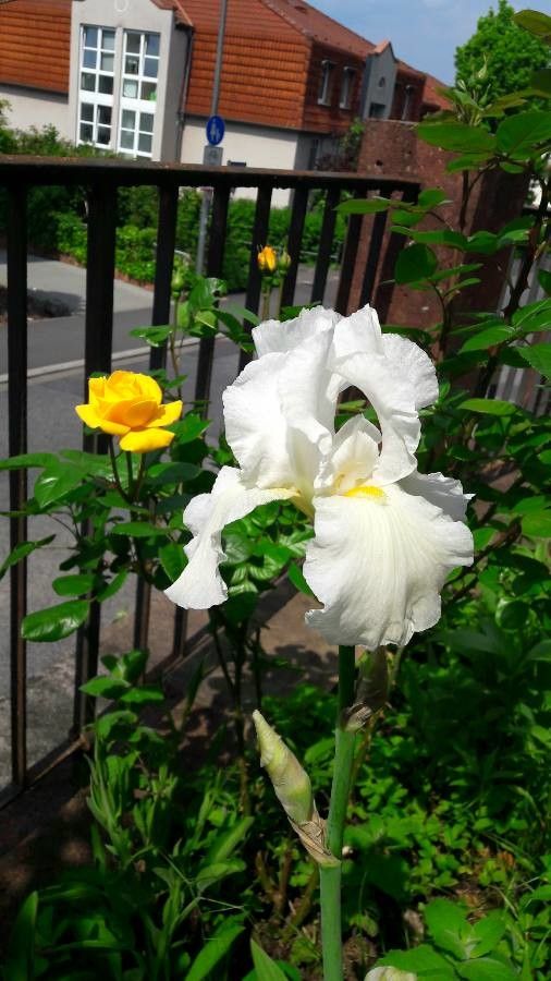 Iris × germanica flower
