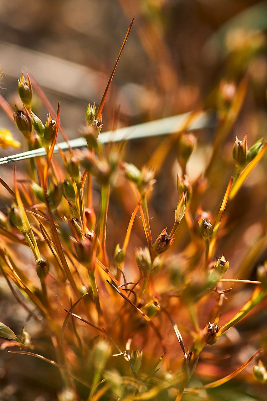 Juncus rechingeri flower