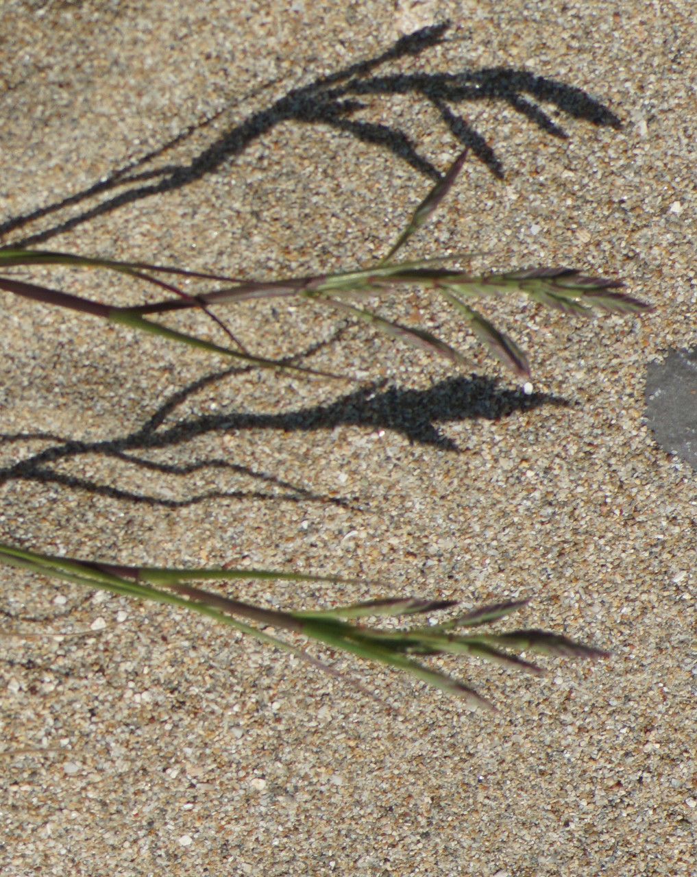 Cutandia maritima fruit