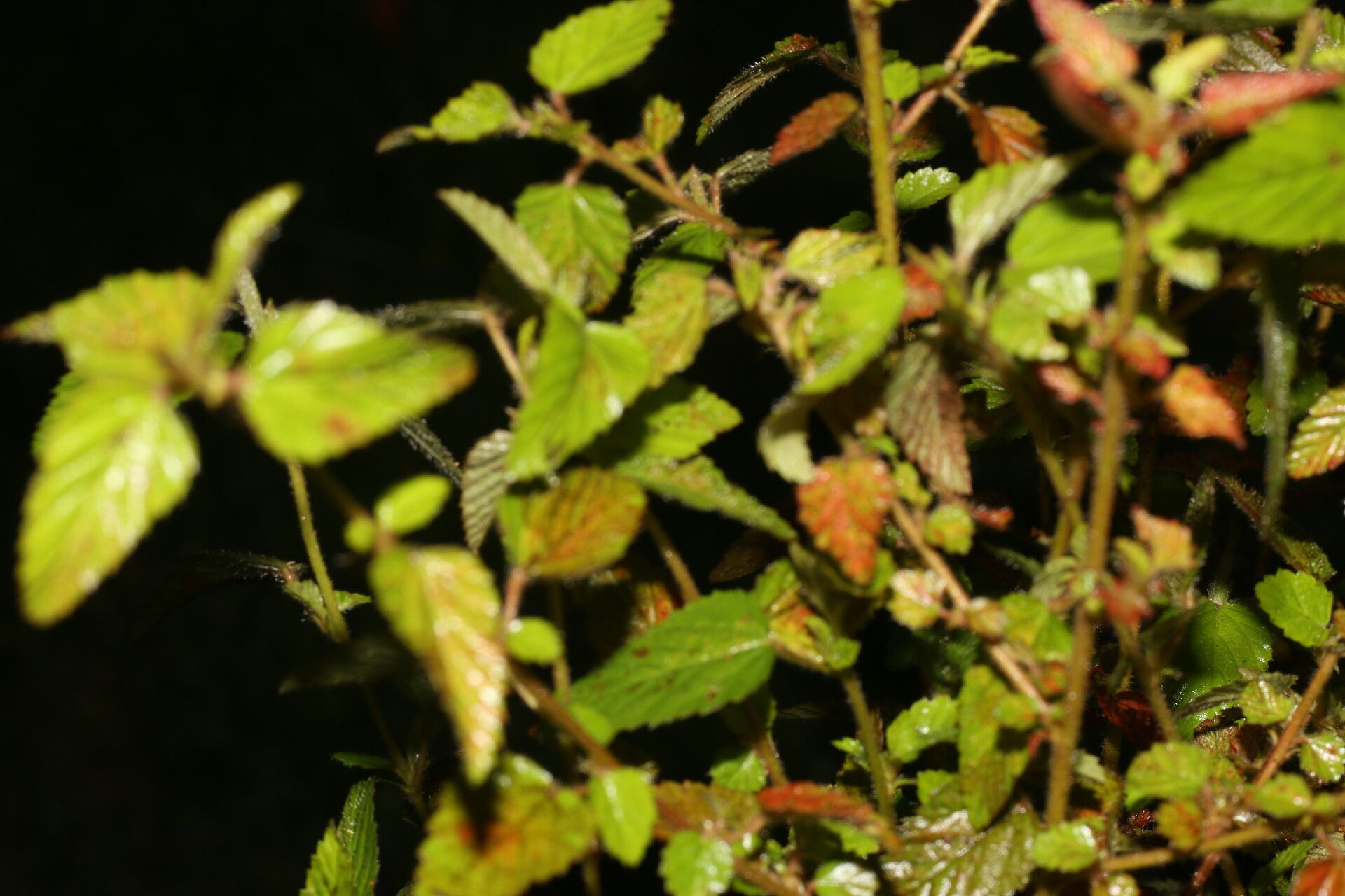Melochia melissifolia leaf