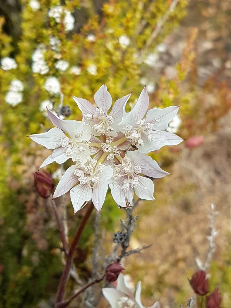 Xanthosia rotundifolia flower