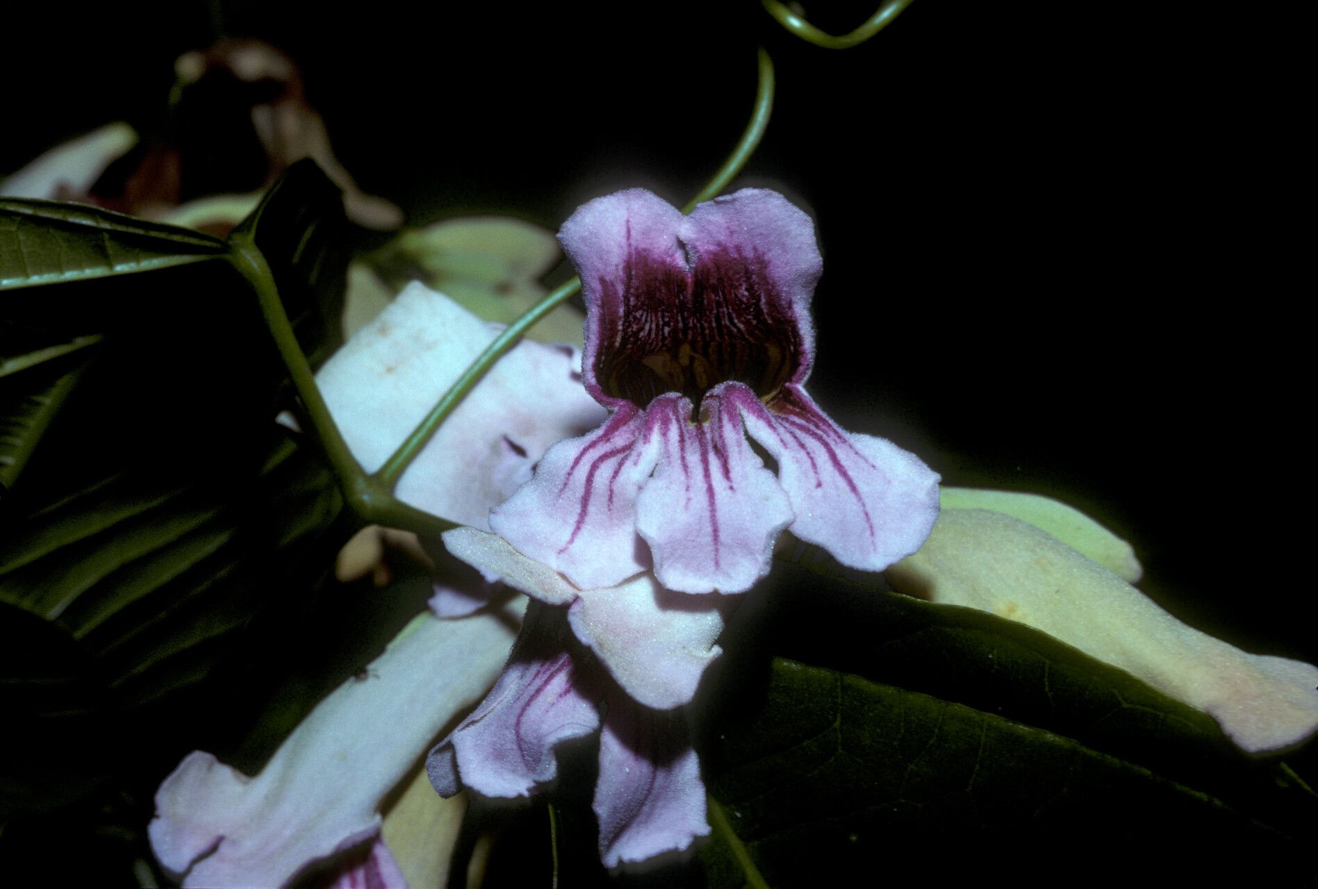 Bignonia prieurii — houseplant care guide