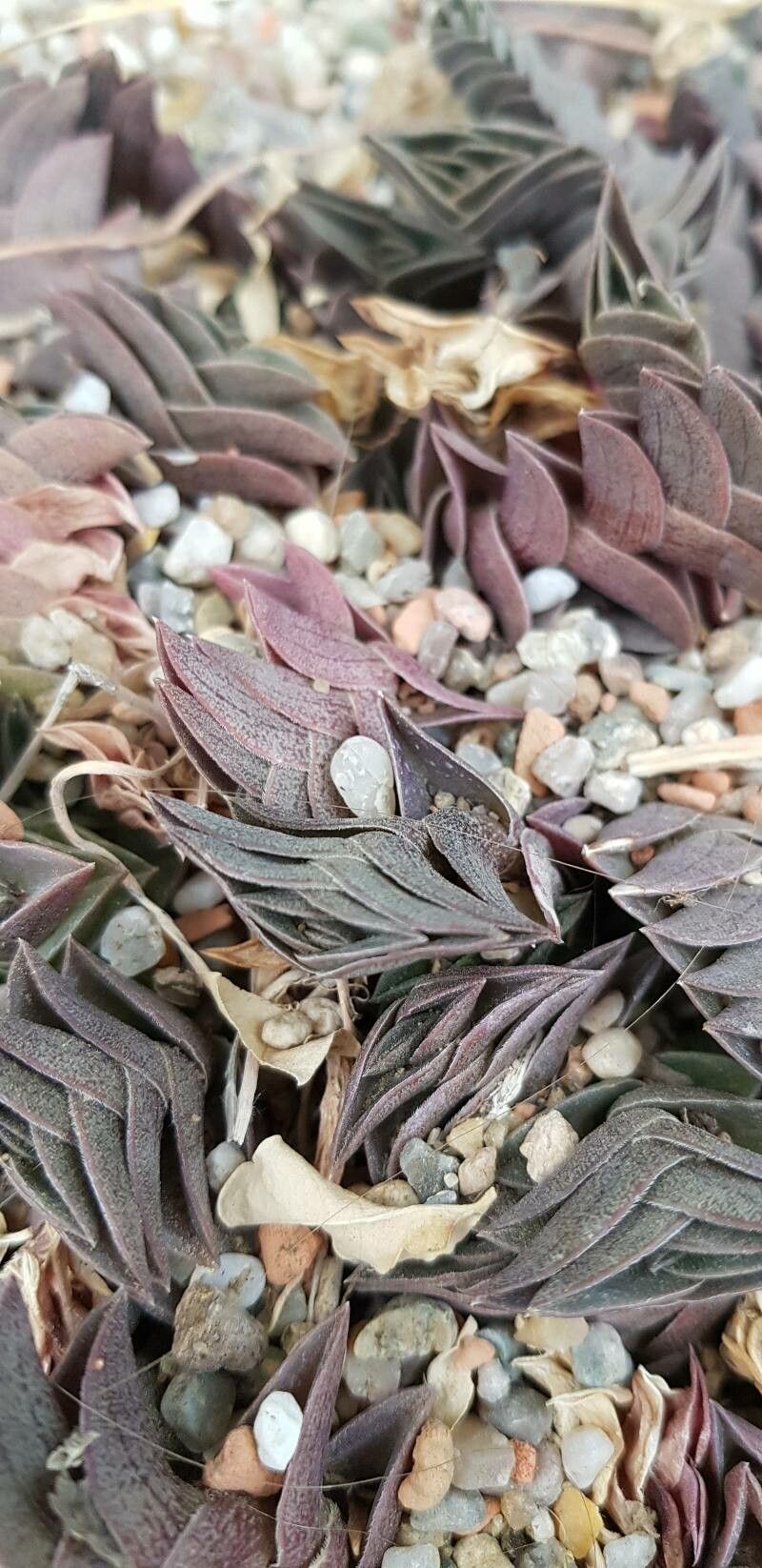 Callisia navicularis leaf