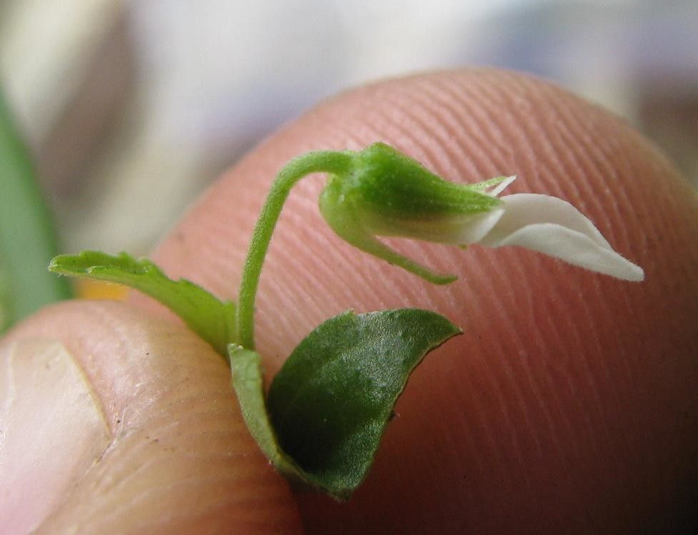 Hybanthus galeottii — houseplant care guide