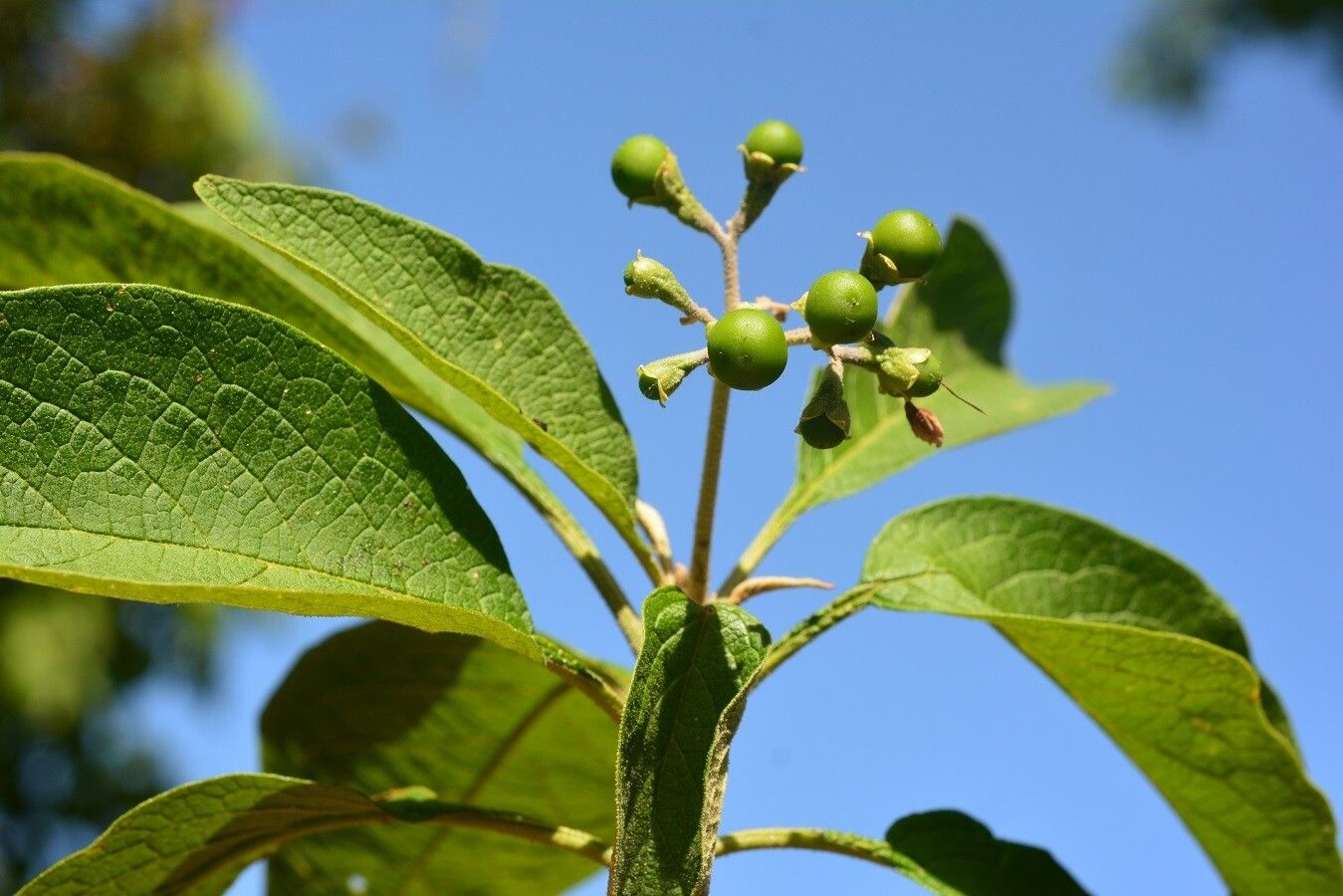 Solanum chiapasense fruit