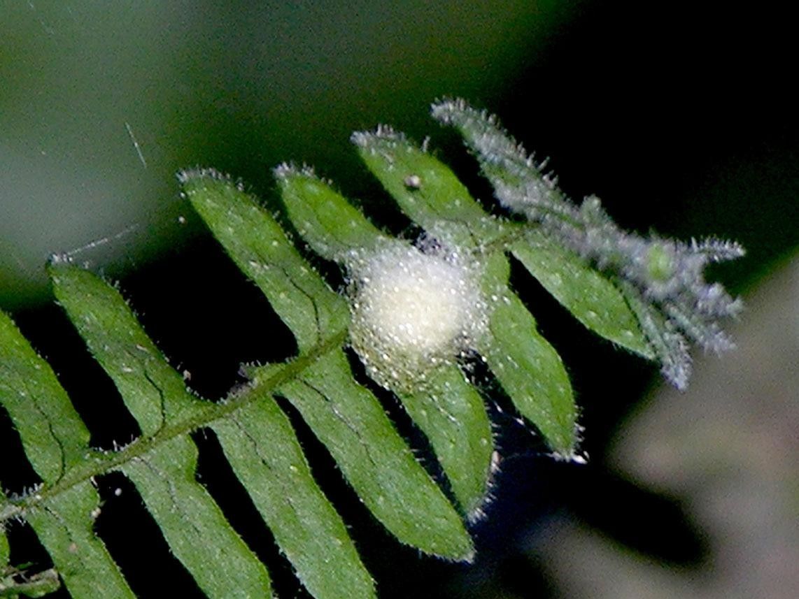 Pecluma hygrometrica fruit