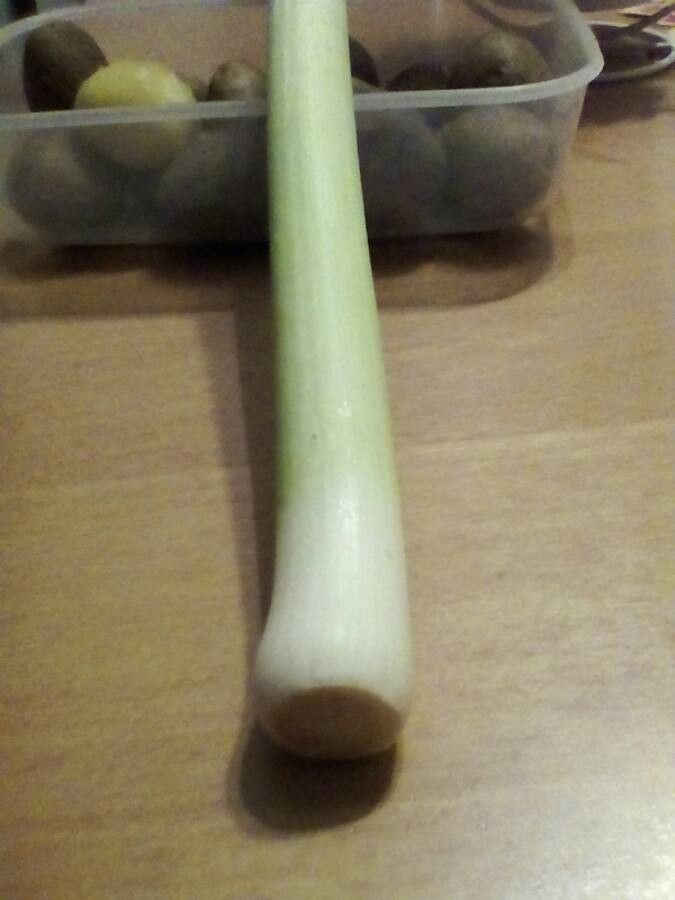 Allium commutatum x Allium porrum fruit