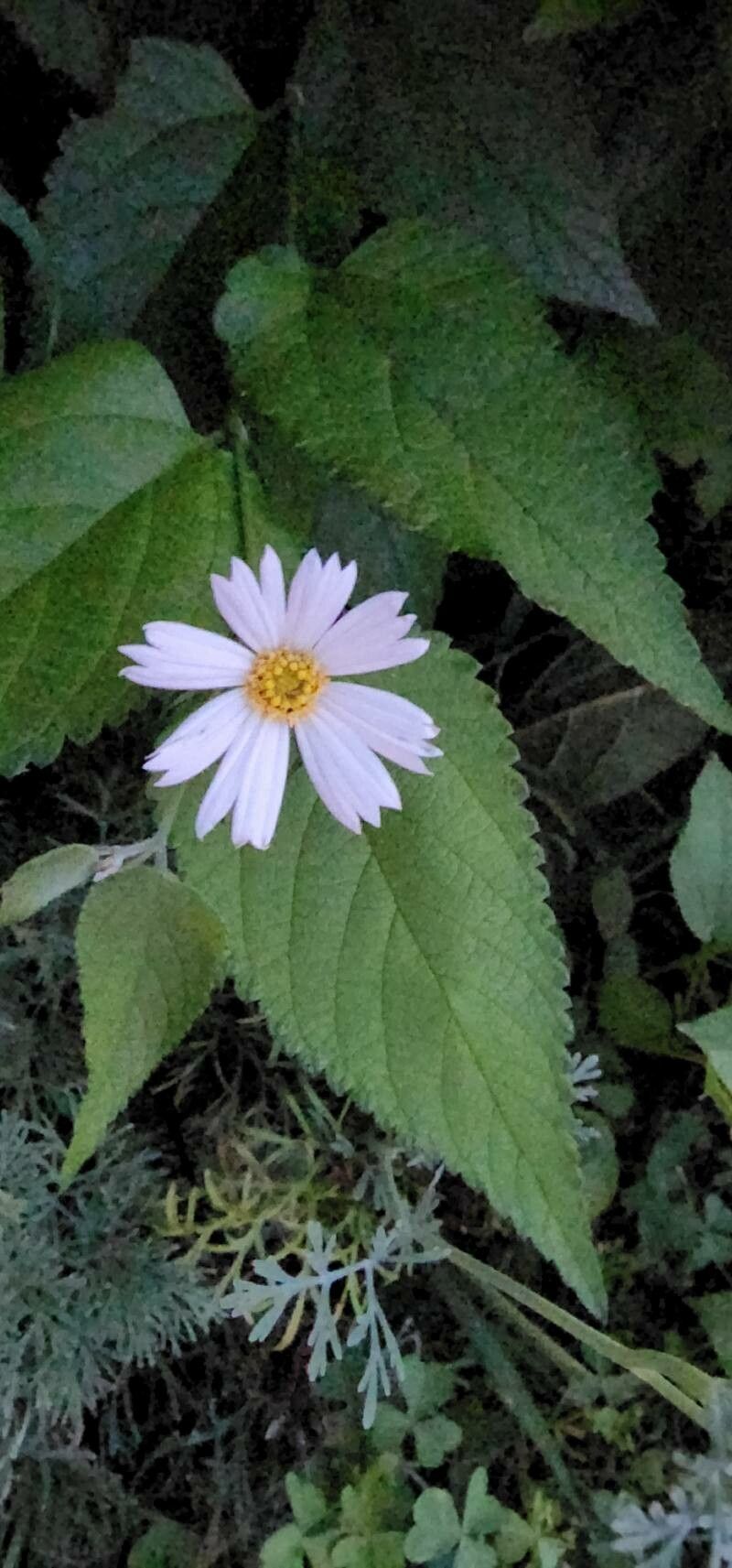 Cosmos parviflorus flower