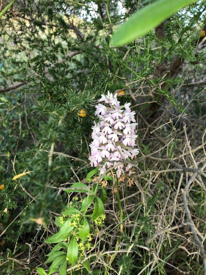 Anacamptis pyramidalis flower