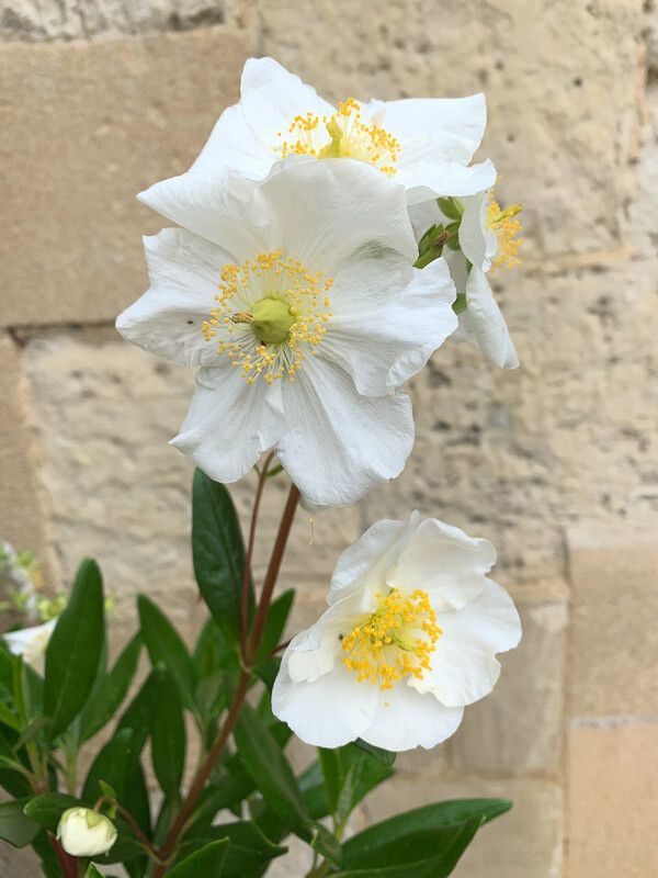 Carpenteria californica flower
