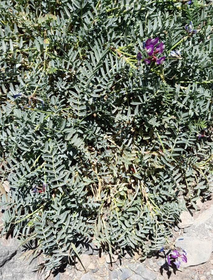 Astragalus arnottianus habit