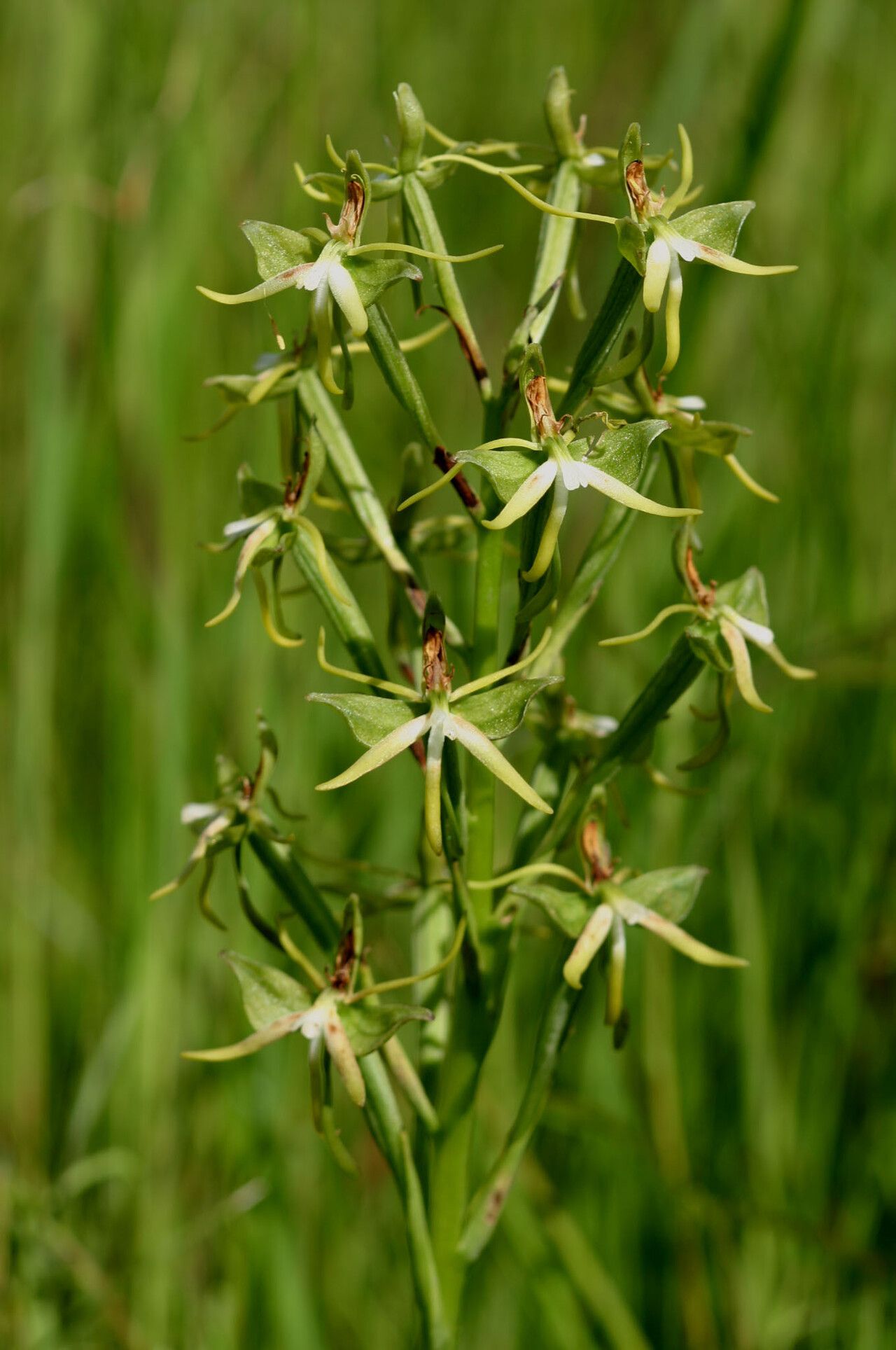 Habenaria rautaneniana flower