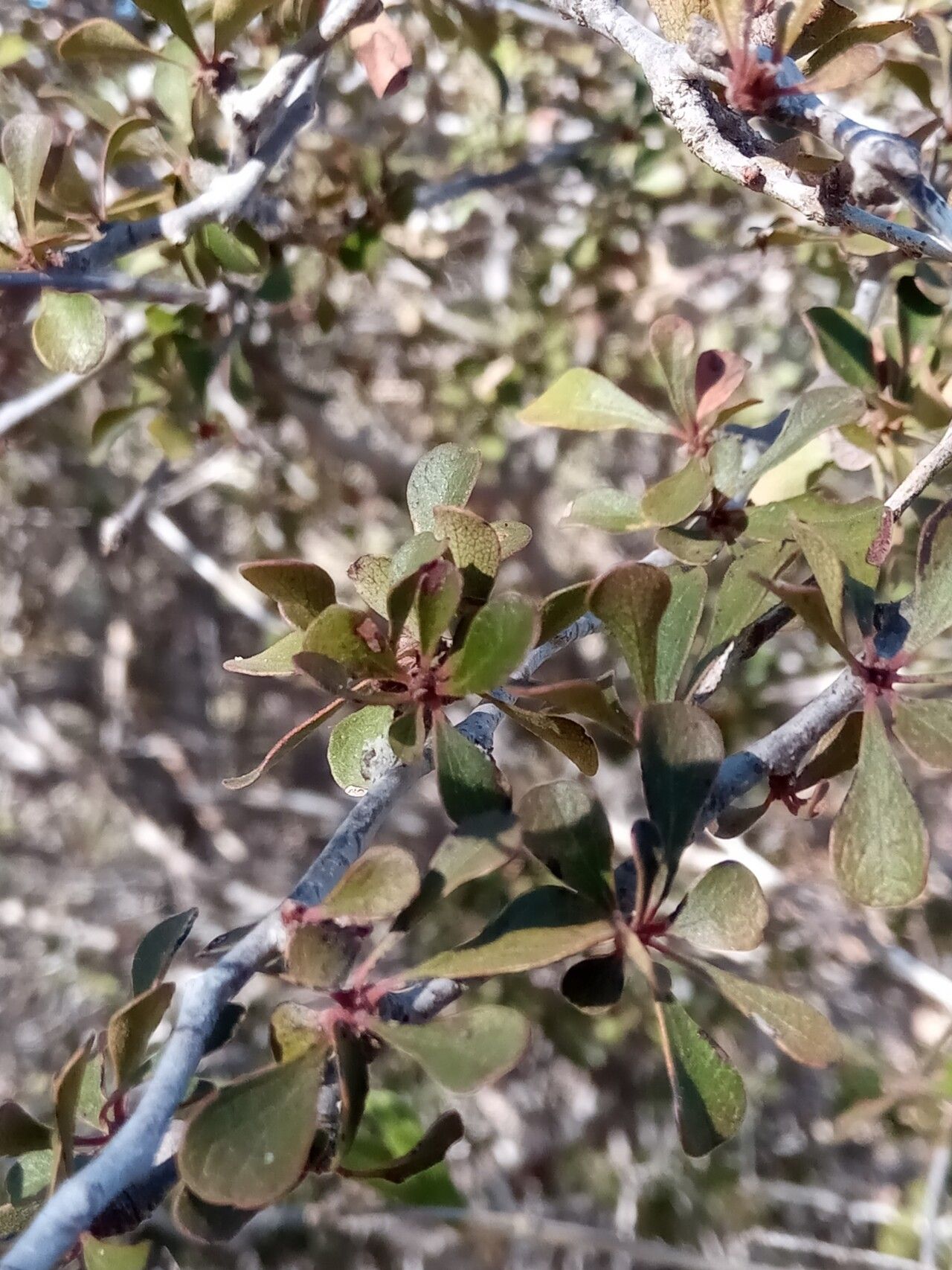 Diospyros latispathulata — houseplant care guide