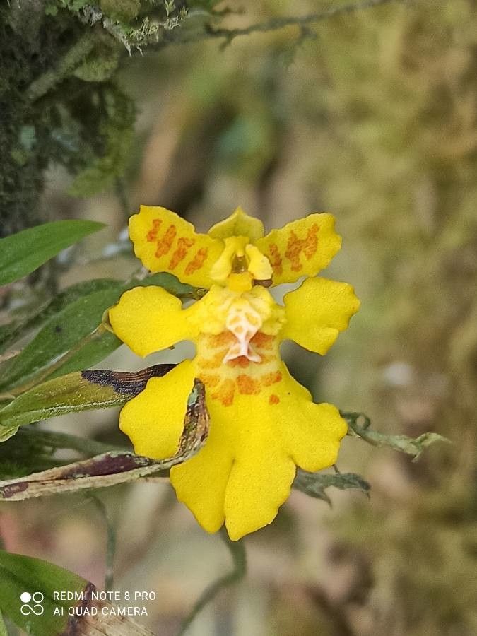 Erycina crista-galli flower