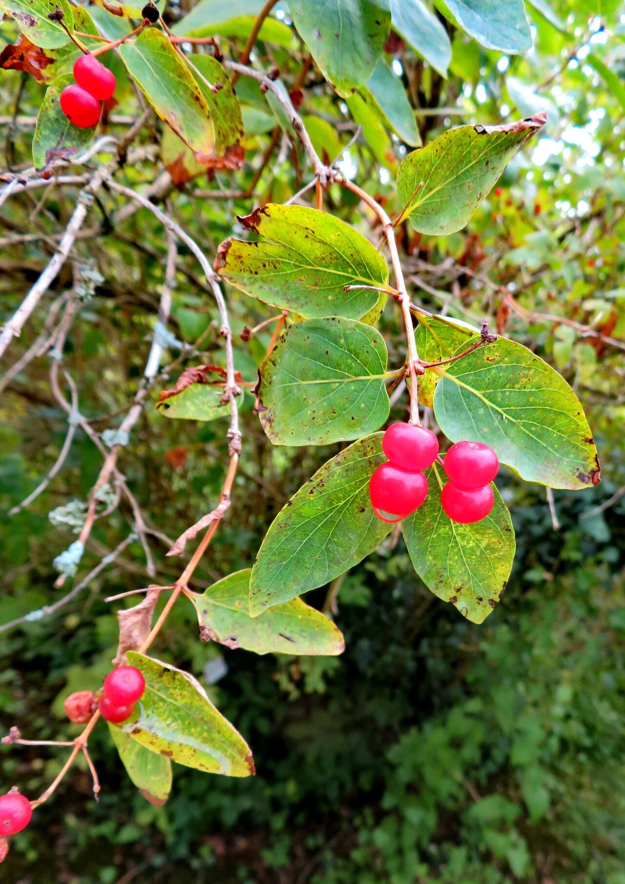 Lonicera maximowiczii — search result for 'Lonicera'