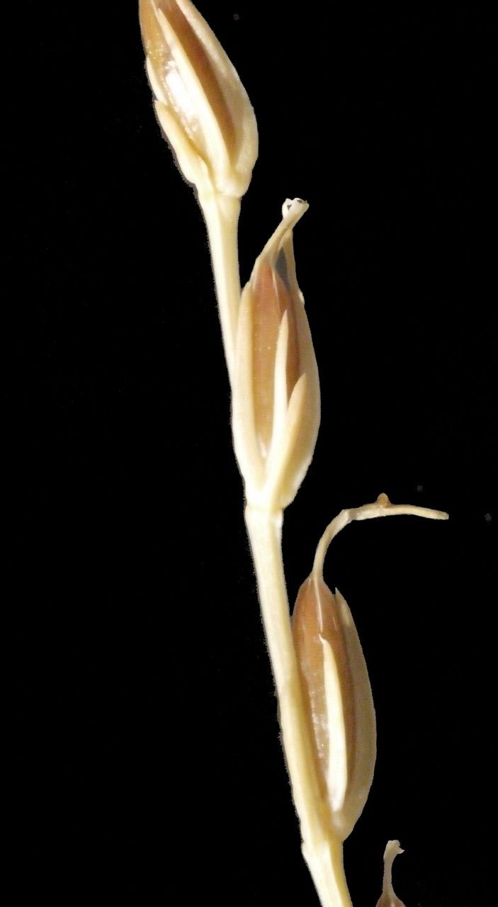 Schenkia spicata fruit