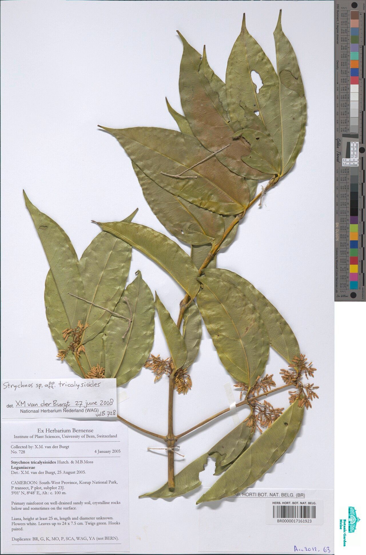 Strychnos tricalysioides — houseplant care guide