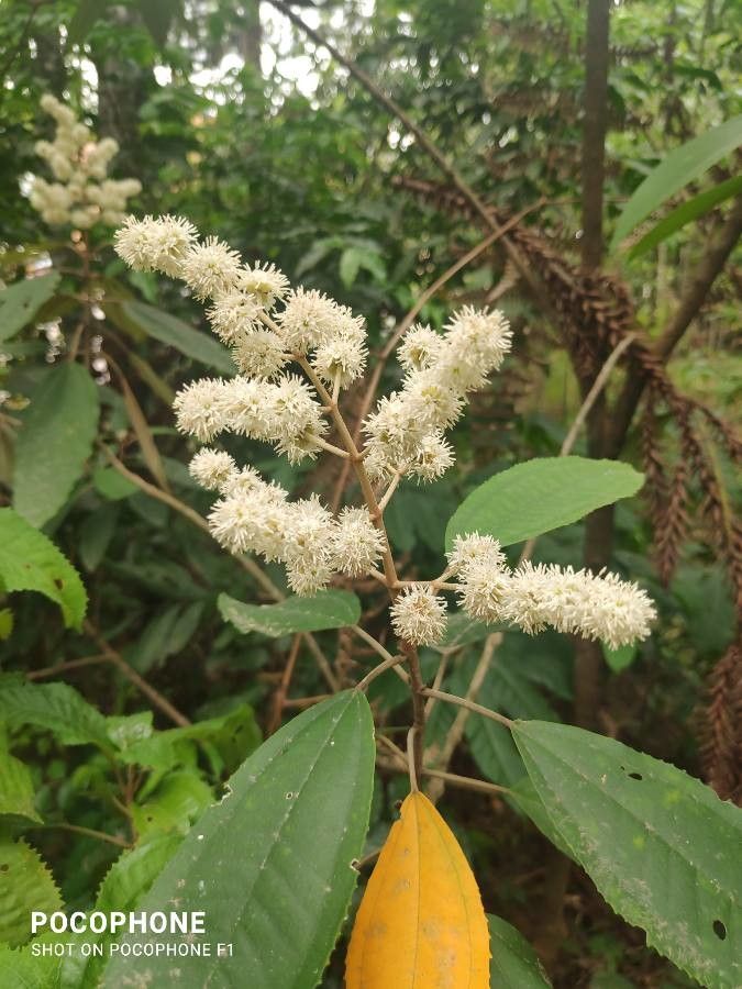 Miconia hyemalis flower