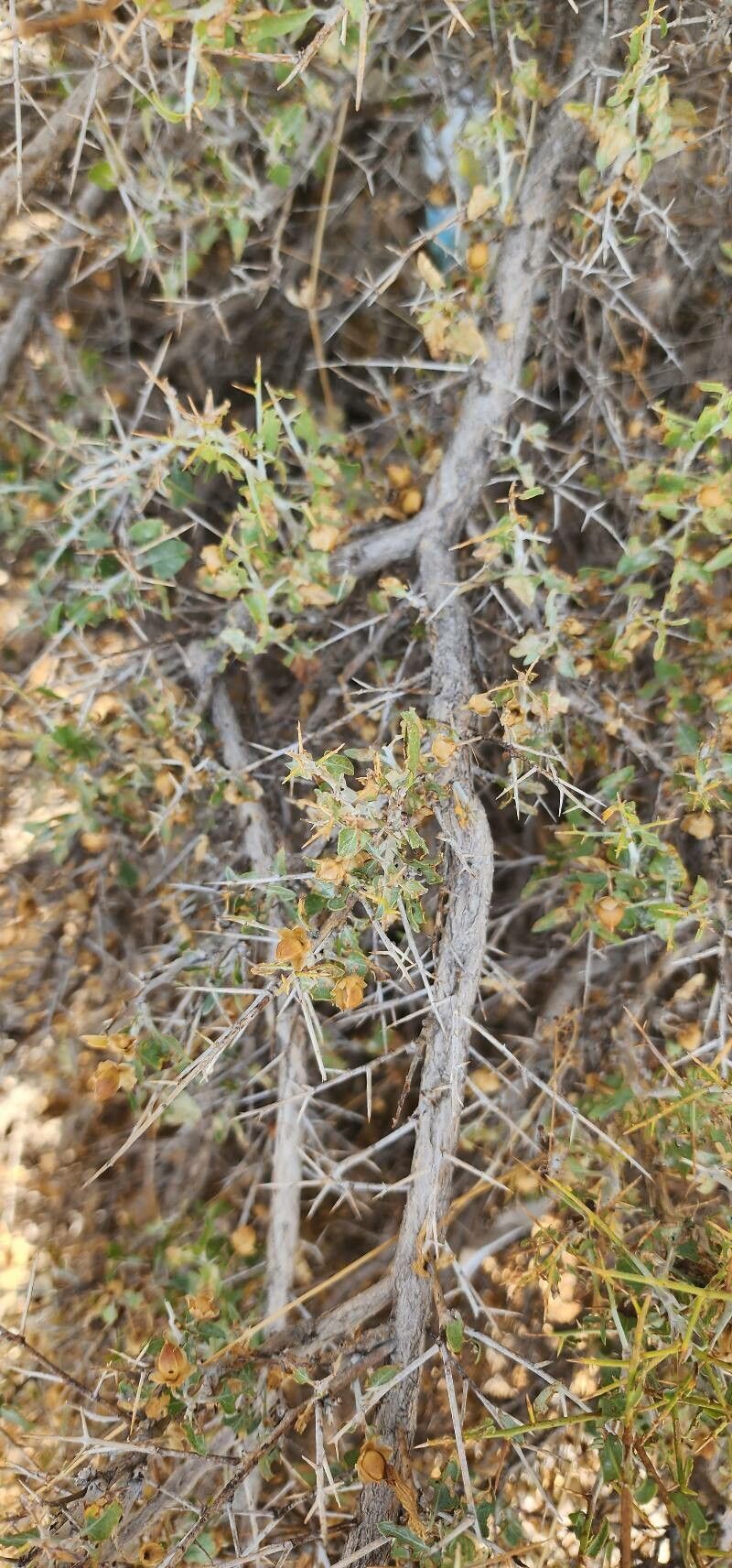 Convolvulus leiocalycinus bark