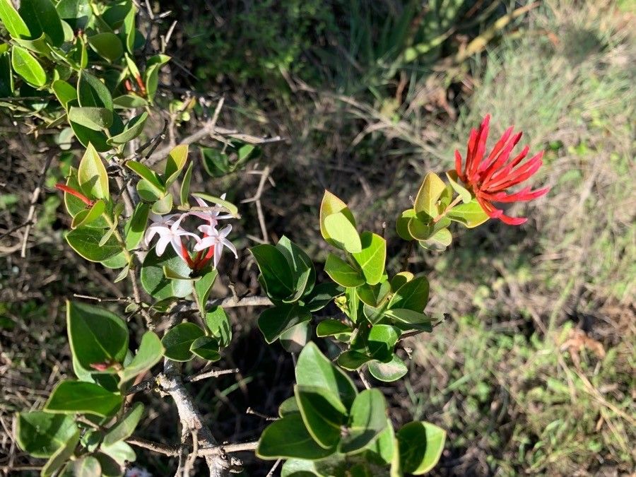 Carissa spinarum flower
