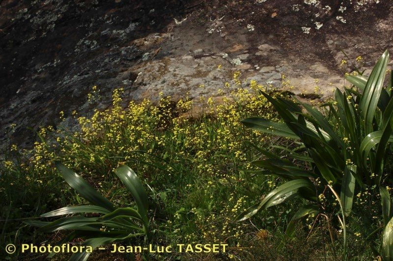 Biscutella lyrata habit