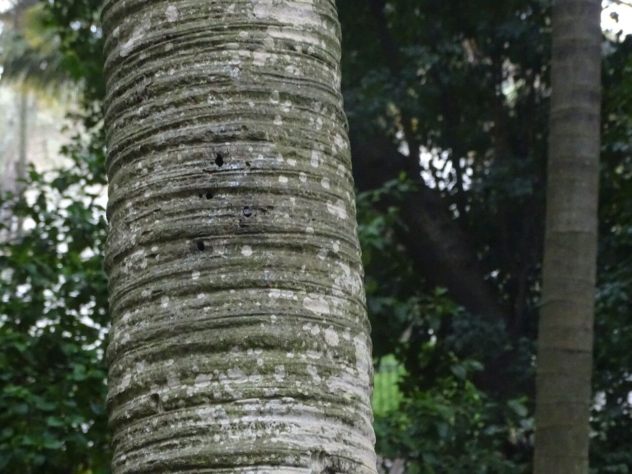 Rhopalostylis baueri bark