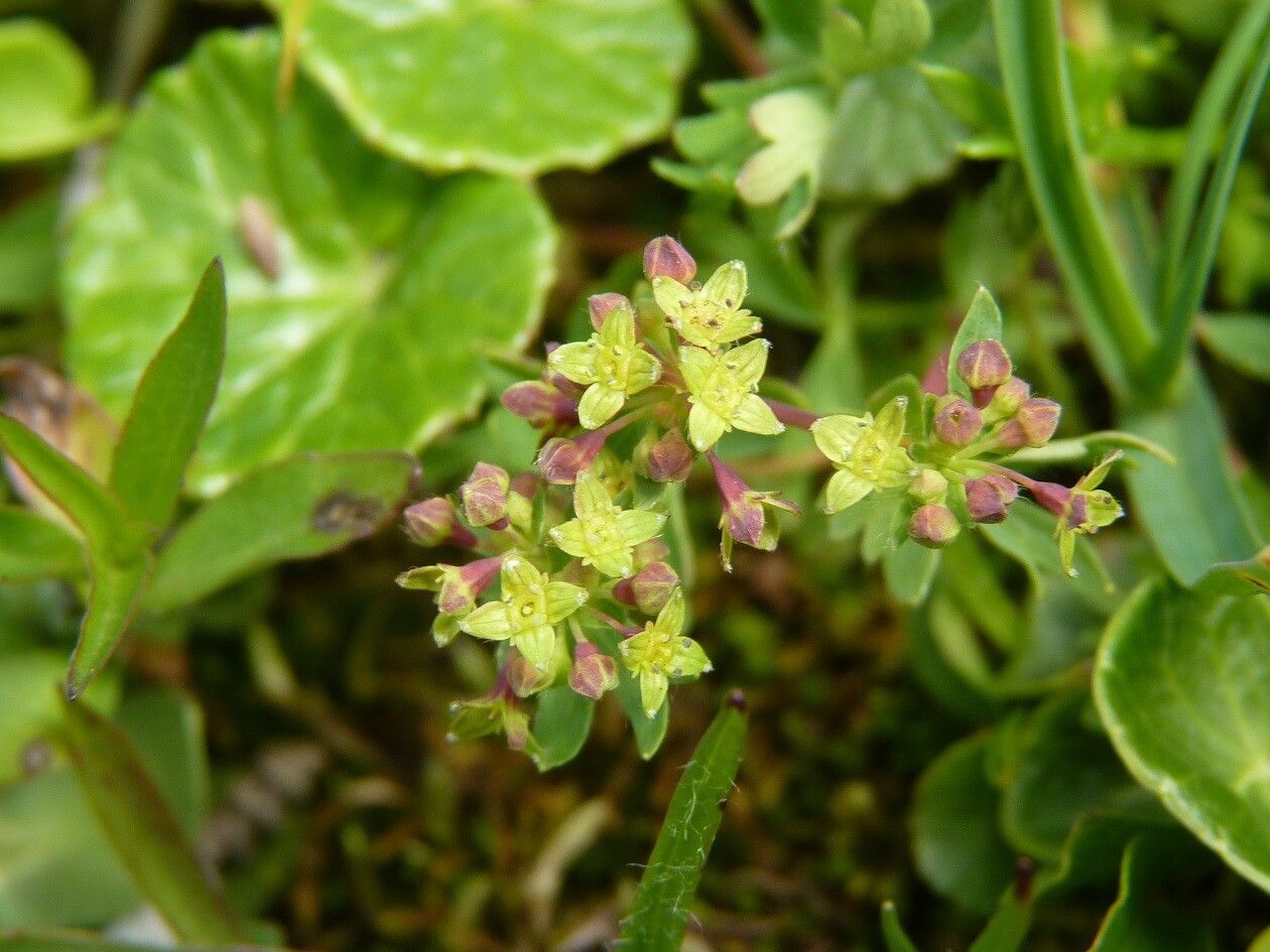 Alchemilla pentaphyllea flower