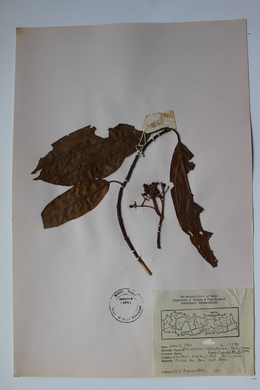 Viburnum cylindricum other